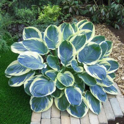 Hosta 'Orion's Belt'